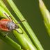 Prevent Tick Bites: 13 Things Ticks Won't Tell You