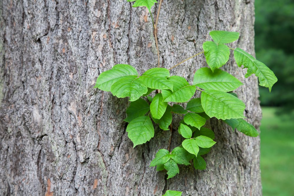 What Does Poison Ivy Look Like?