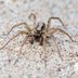 Wolf Spider Bites: Everything You Need to Know