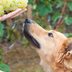 Can Dogs Eat Grapes?