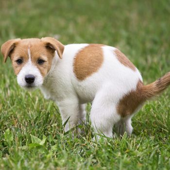 Dog puppy going to the bathroom in the grass