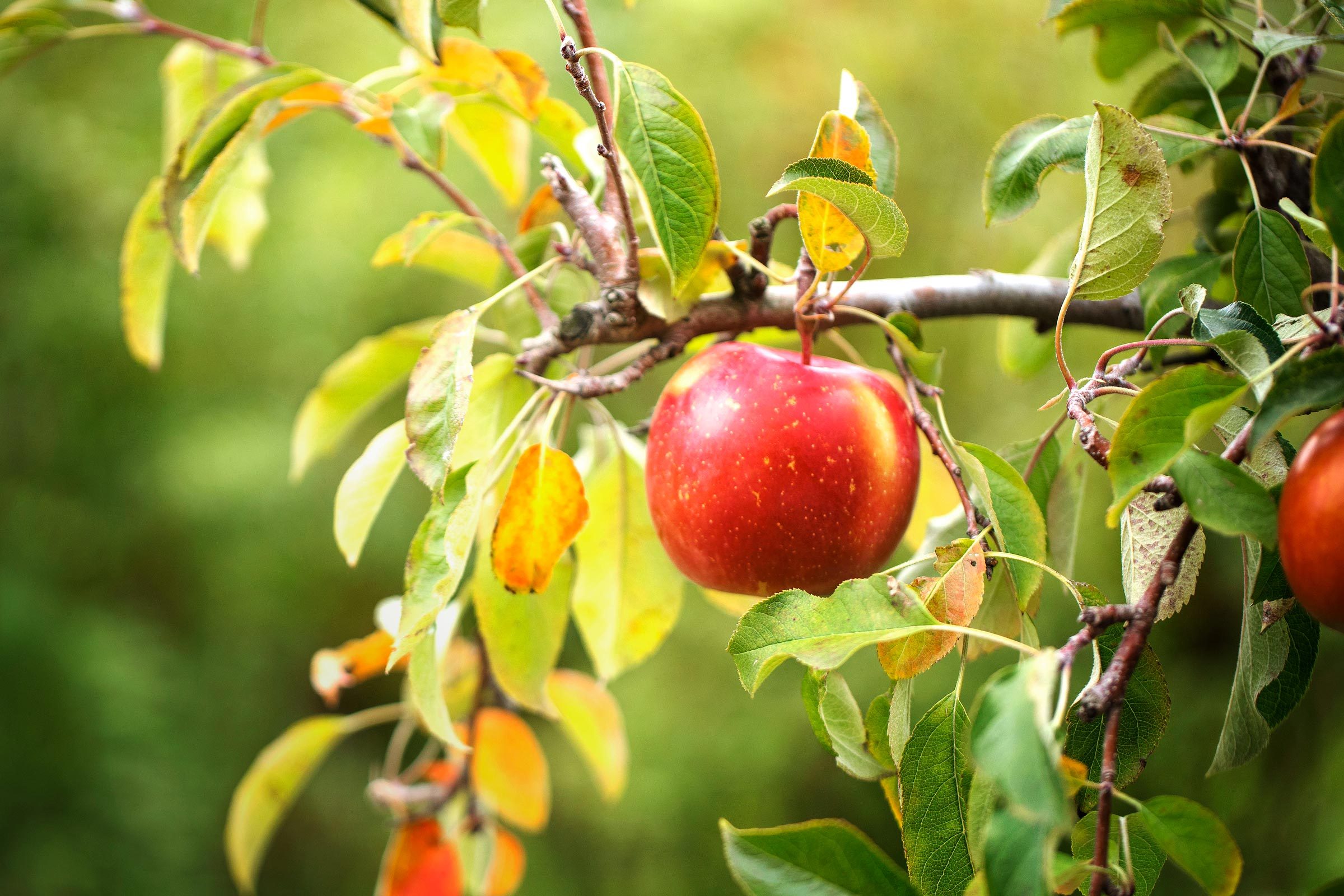 Eating This Every Day May Help Fight Dementia, Says New Study