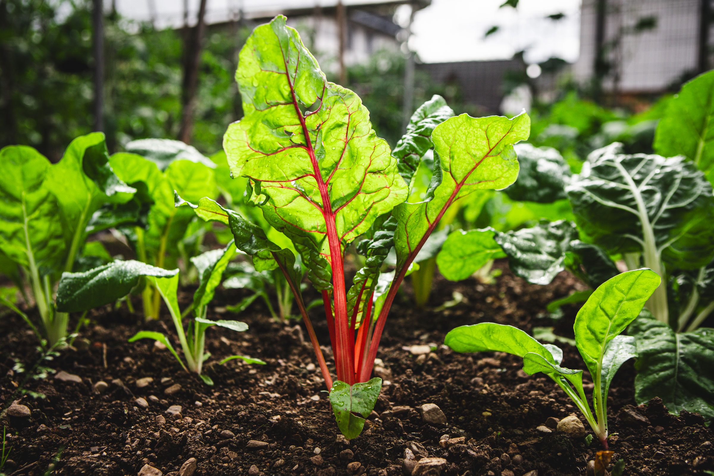 Eating This Vegetable Can Reduce Heart Disease Risk, Says New Research